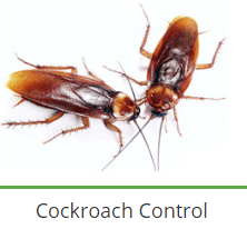 service-result-card-galley