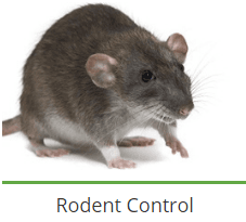 service-result-card-galley