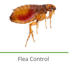 service-result-card-galley