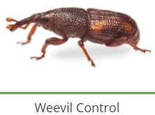 service-result-card-galley