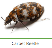 service-result-card-galley