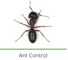 service-result-card-galley